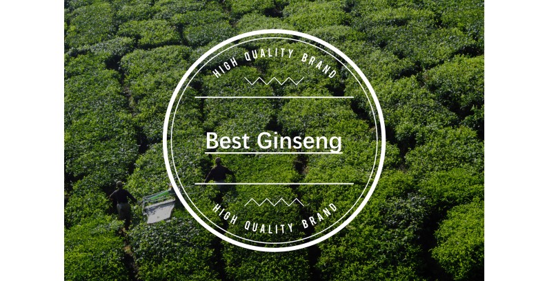 Best Ginseng Brands
