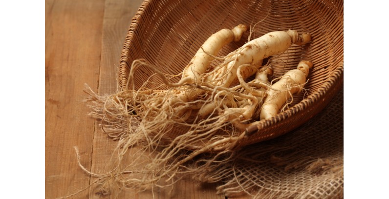 Where to buy the best Panax/Korean ginseng in Canada?
