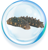 Sea cucumber peptides